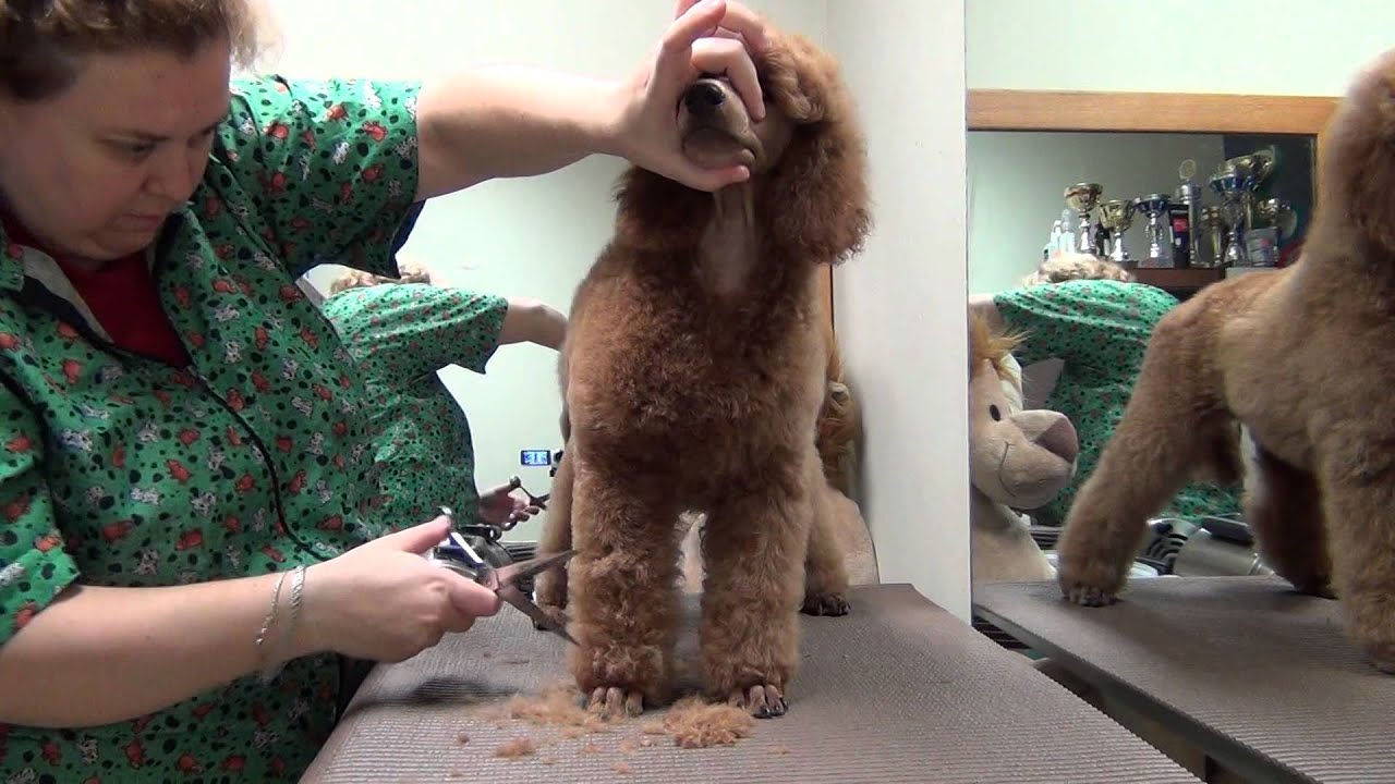 Poodle puppy grooming Vol. 3