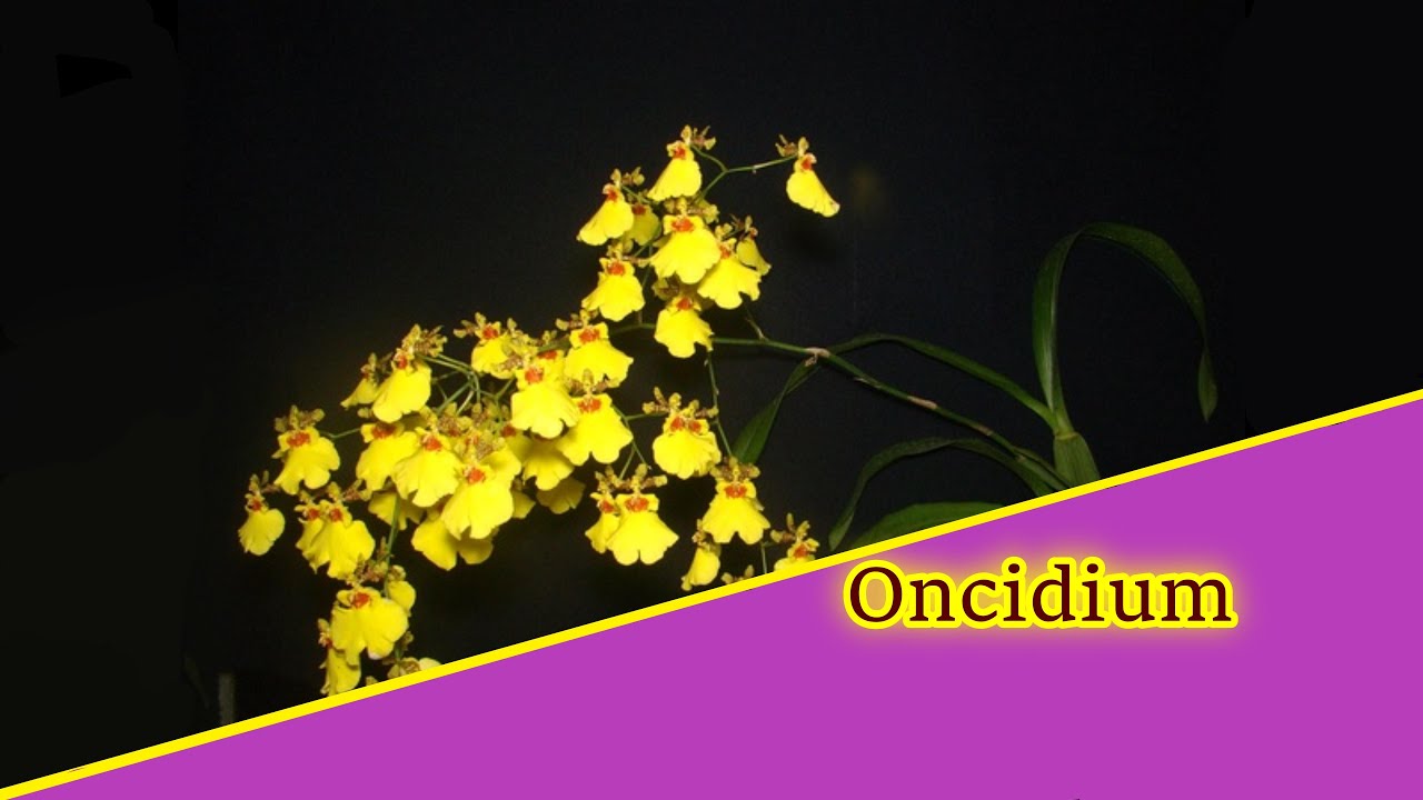 Basiswissen: Kann ich der kleinen Oncidium helfen?