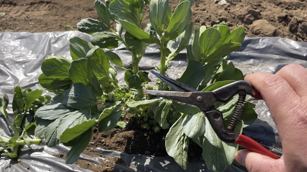 ソラマメは３月に側枝の摘心をして追肥をすると大きな実が収穫できます【ソラマメ栽培・摘心、整枝作業と追肥のやり方】23:3:16