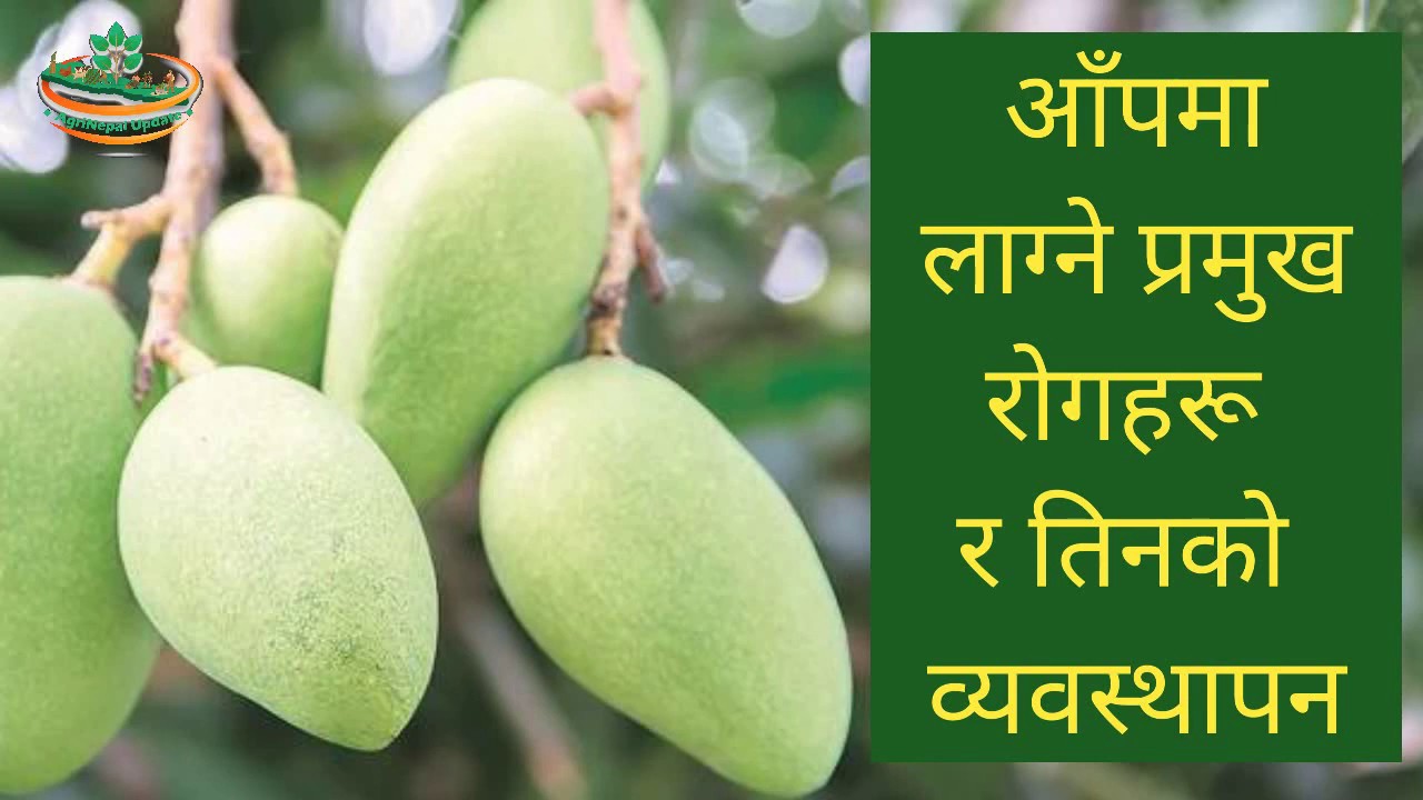 आँपमा लाग्ने रोगहरु  र व्यवस्थापन || Disease of Mango and their Management in Nepali || Aap ko Rog