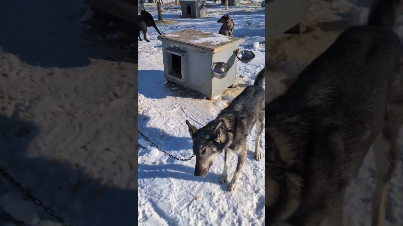 Martin Buser's Kennel