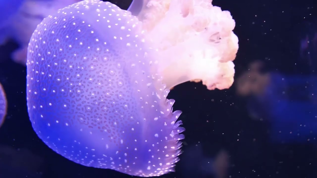 Mesmerizing World of Jellyfish