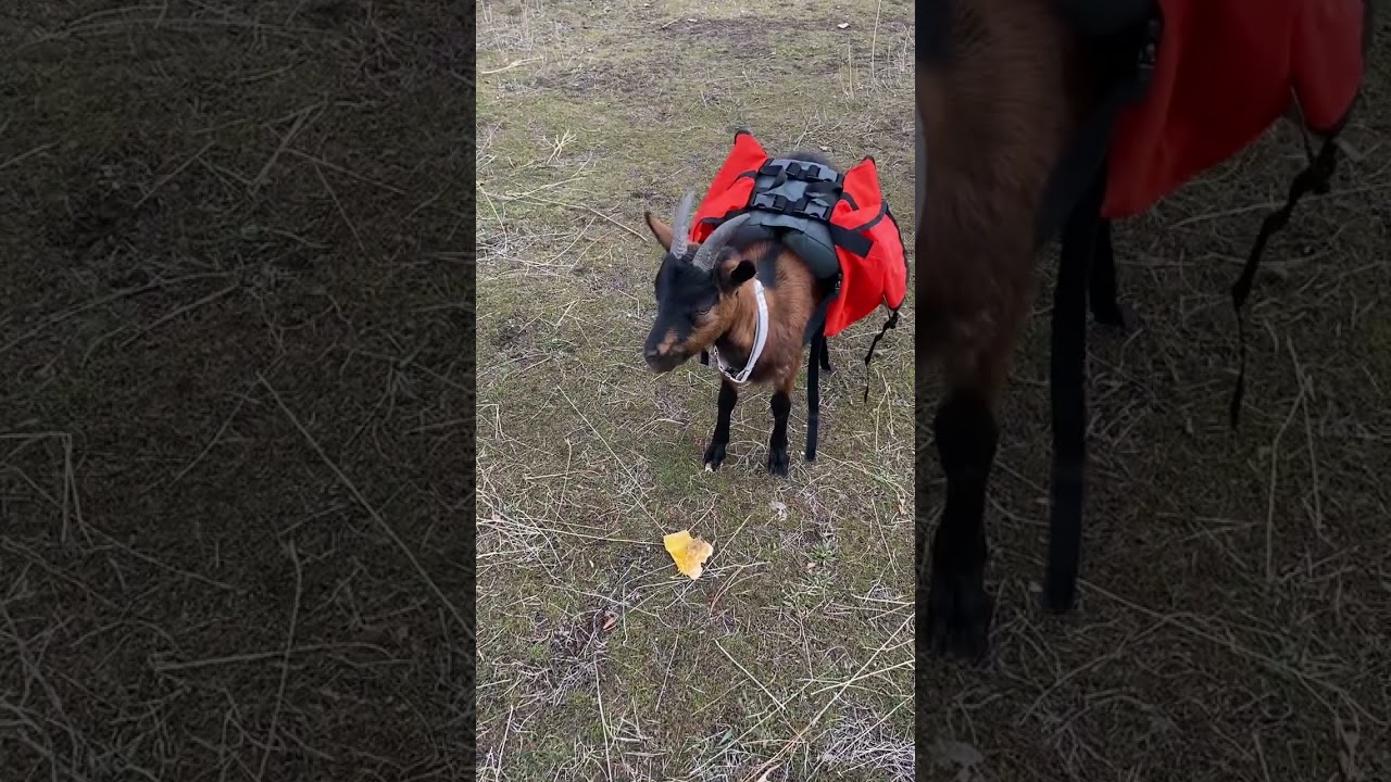 Utah Pack Goat Update Oberhasli