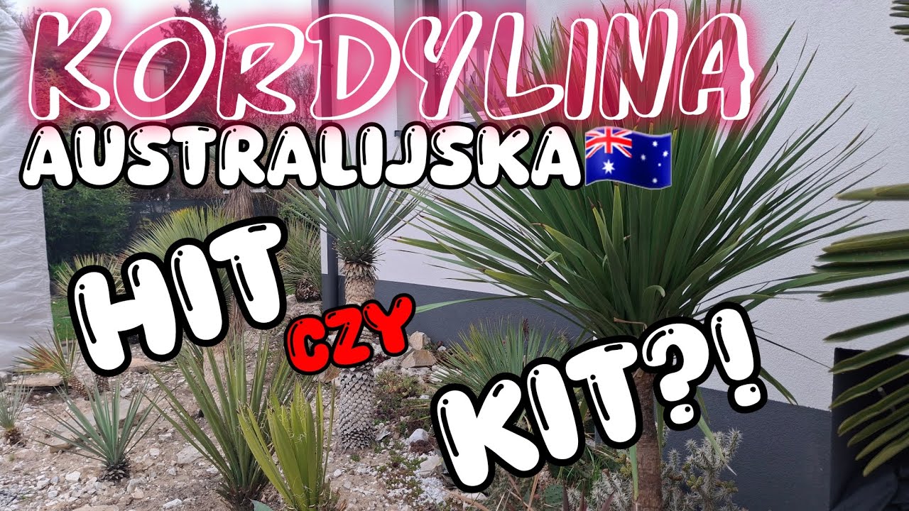 Kordylina Australijska - Rozpakowana Z Osłony Zimowej! O Uprawie ! HIT CZY KIT?!