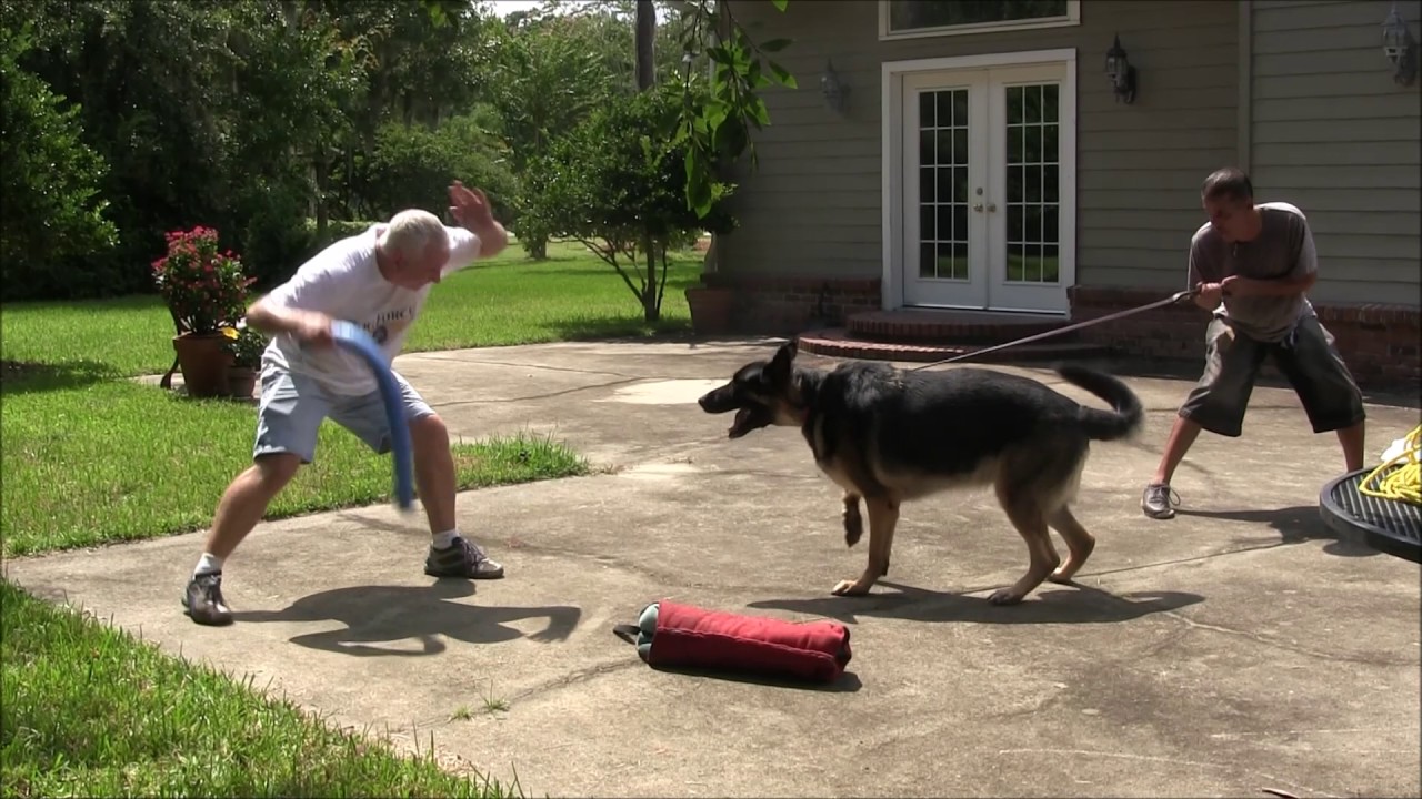 How to Turn a Fearful dog into a Protection Dog