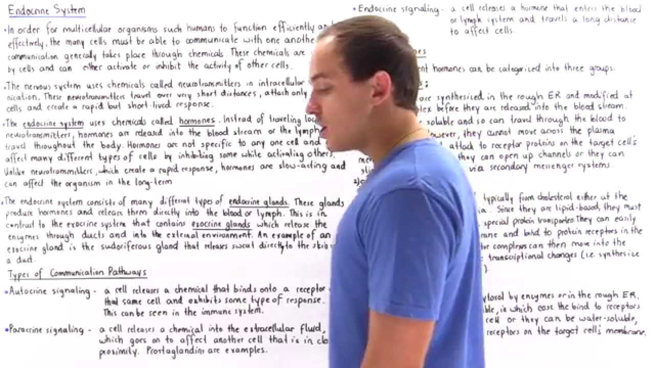 Introduction to Endocrine System
