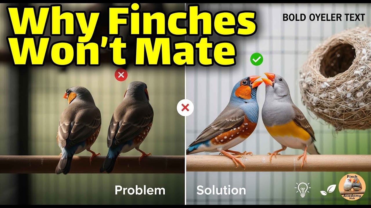 How to Help Your Finches Bond Fast!