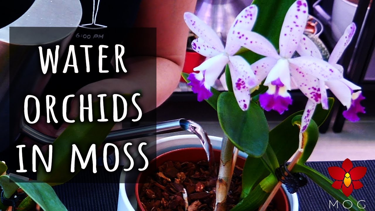 The science behind How I Water Orchids potted in Sphagnum Moss (Seminar)