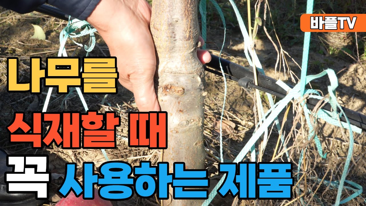[바플티비]나무 심었을때 꼭 사용하는 제품 1가지!!!(열매맺는과수는 필수라고?)