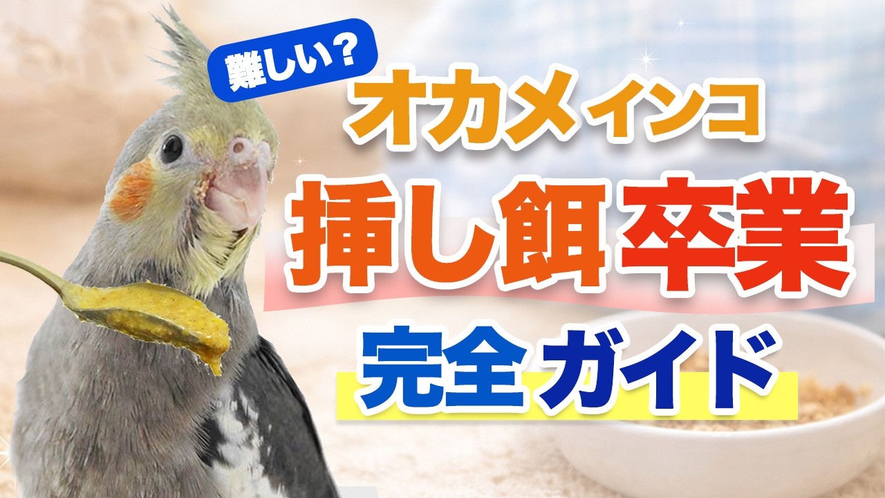 オカメインコ一人餌移行の完全手順｜実例で解説