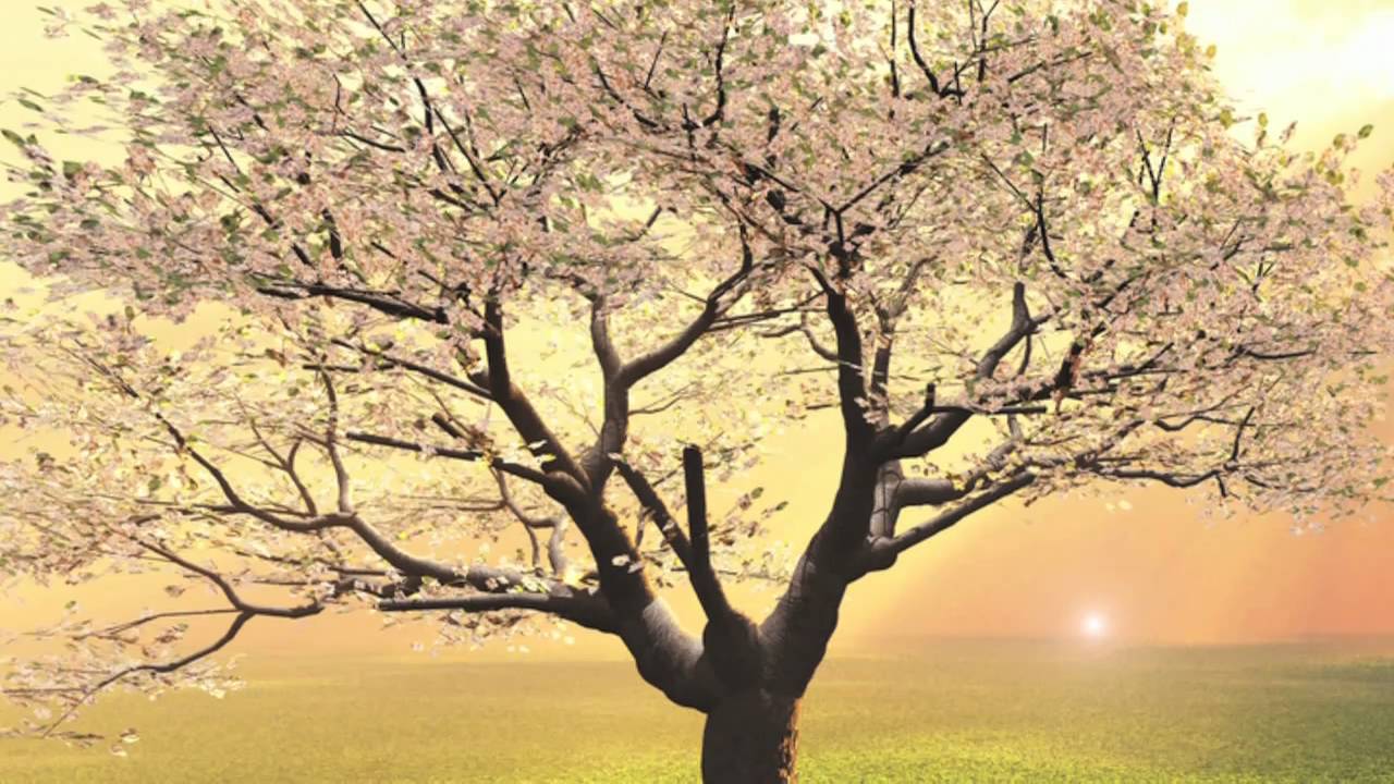 Free Guided Meditation Video, Let Go, Let God