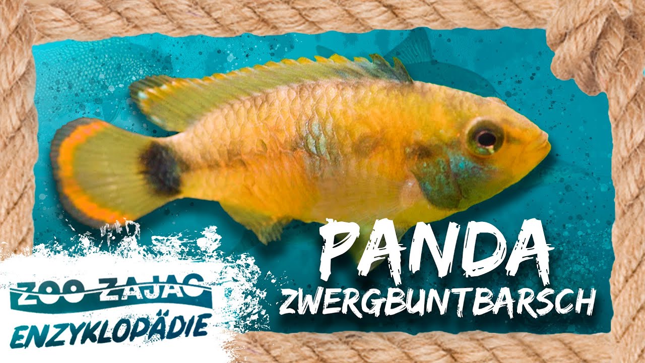 PANDA ZWERGBUNTBARSCH | FISCHENZYKLOPÄDIE | Zoo Zajac