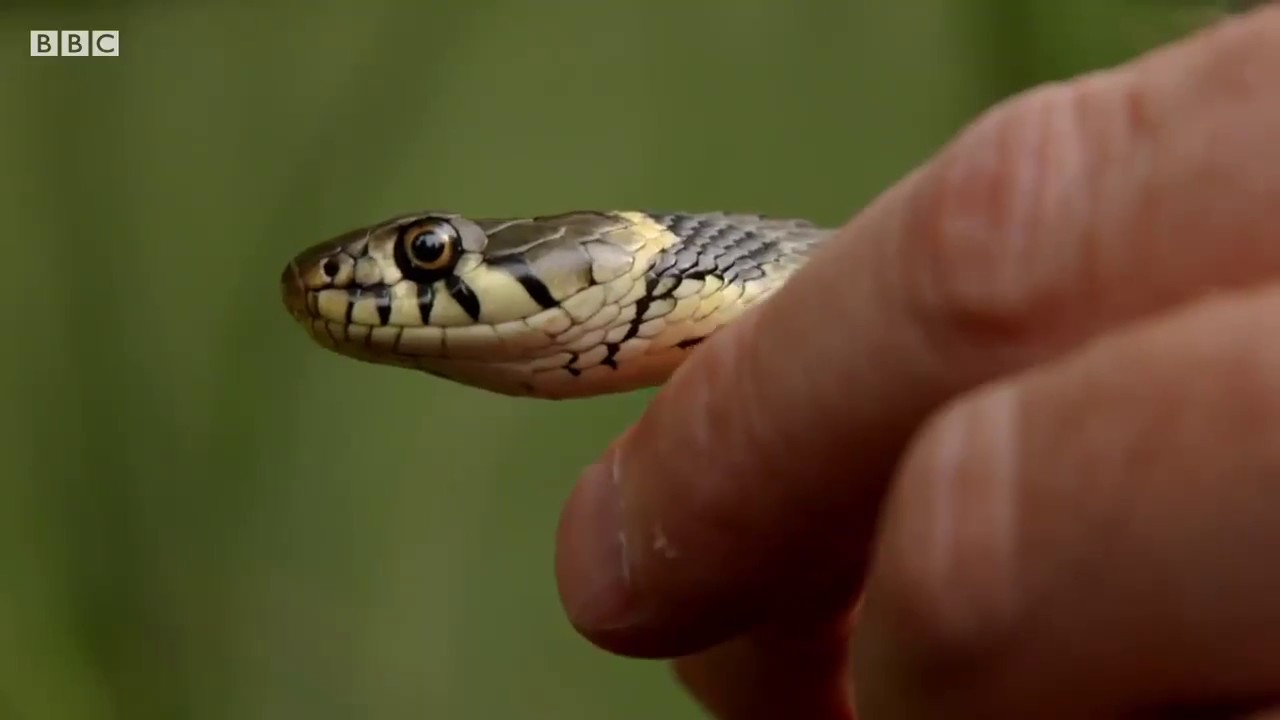 The amazing grass snake