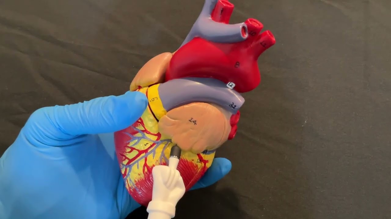 Human Coronary Arteries and Cardiac Veins