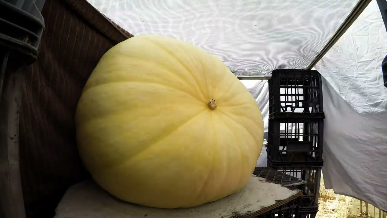 27 Days of growth, 91kg/200lb, Hydroponic Giant Atlantic Pumpkin Time Lapse