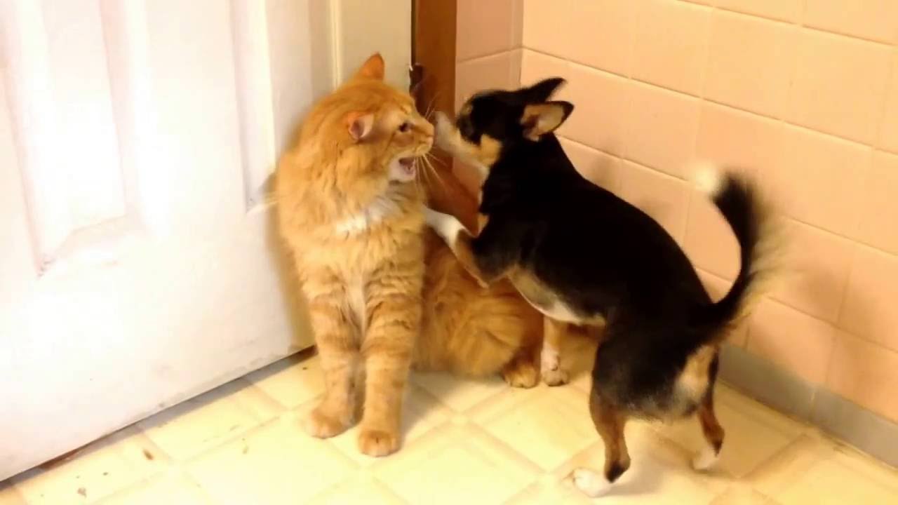 Typical day in the ring. The cat vs chihuahua boxing match
