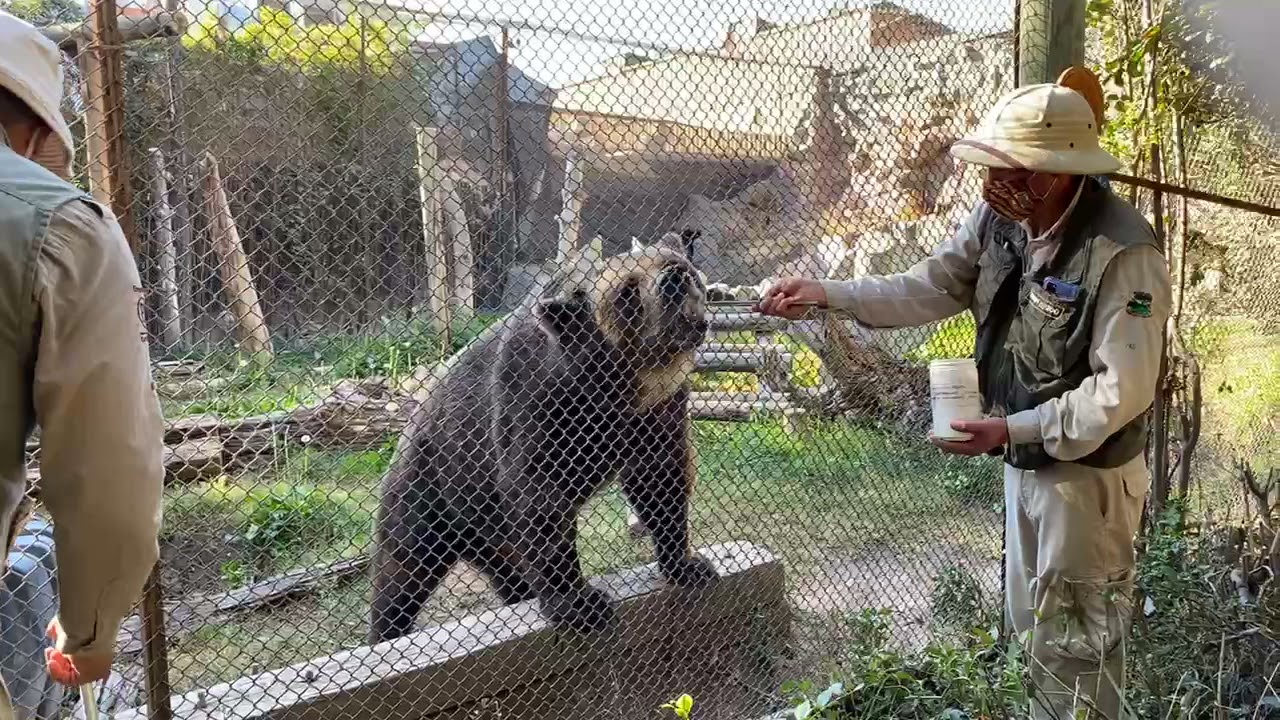 Entrenando con Cobo, el oso pardo de Buin Zoo