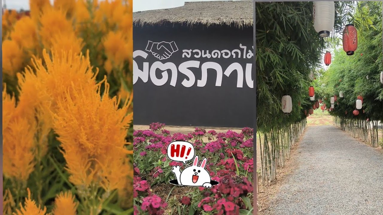 ถนนมิตรภาพก็มีสวนดอกไม้สวยๆให้แวะนะคะ 