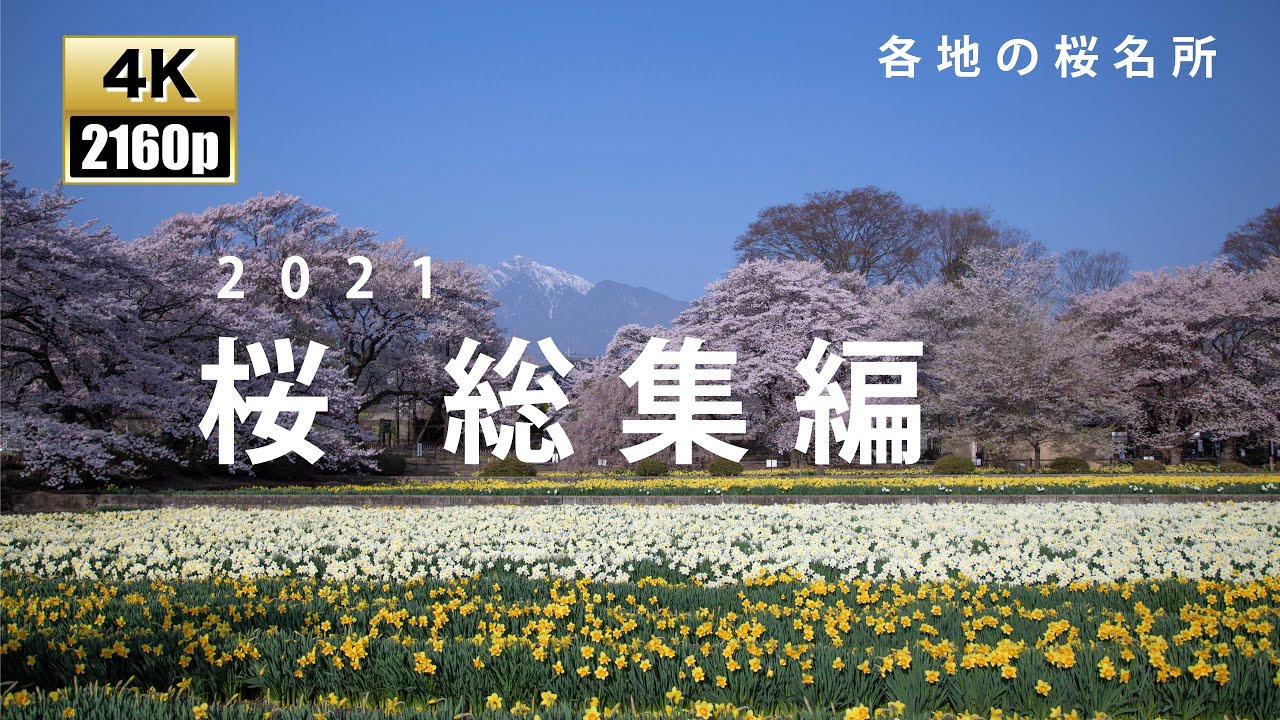 桜　総集編　2021　　桜の名所
