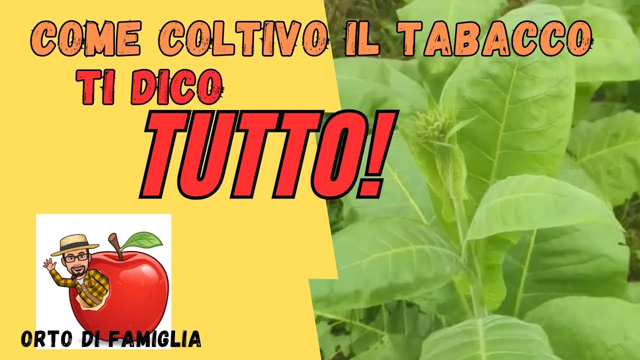 Come si COLTIVA IL TABACCO...tutti i segreti e i miei consigli! #agricoltura #orto #tabacco