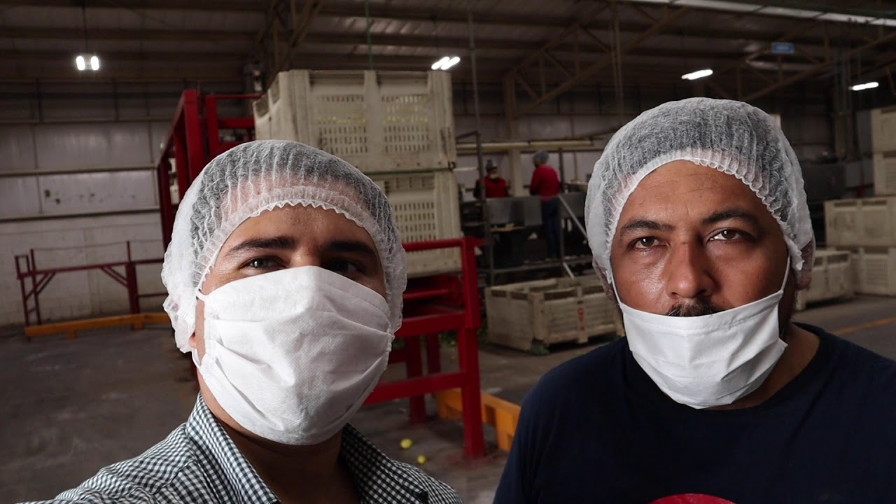 Produccion de citricos y su manejo en el proceso de empaque | Jesus Felix.