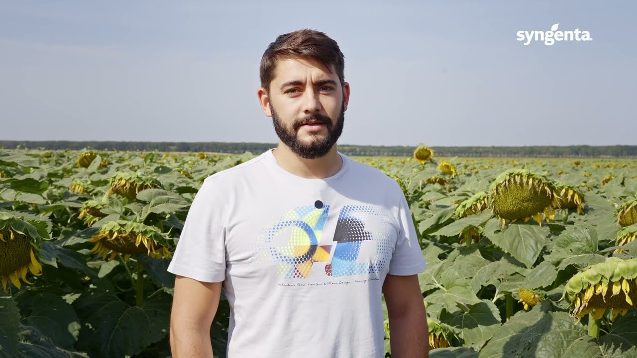 Rezultatele hibridului de floarea-soarelui Sumiko HTS