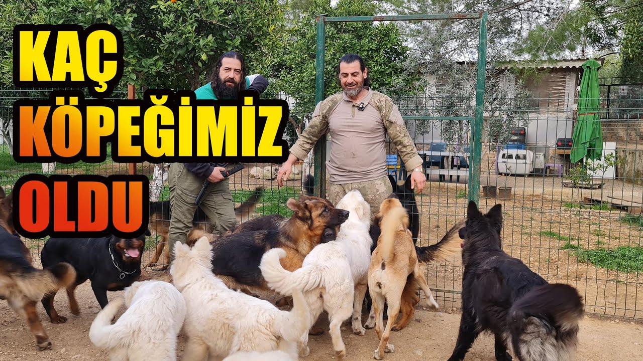 YENİ KÖPEKLER GELDİ - JAGUARIN BAŞINA GELENLER