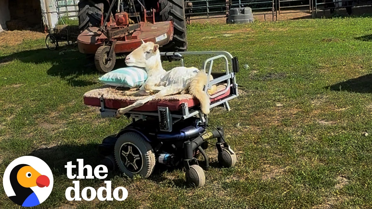 Эта овца-инвалид ездит на своей инвалидной коляске | The Dodo