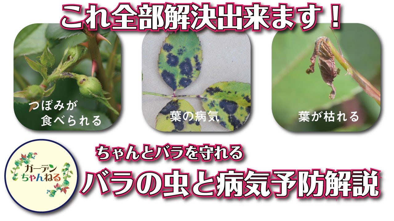 【４～５月が命】薬剤を使ったバラの虫＆病気予防がわかるようになる解説