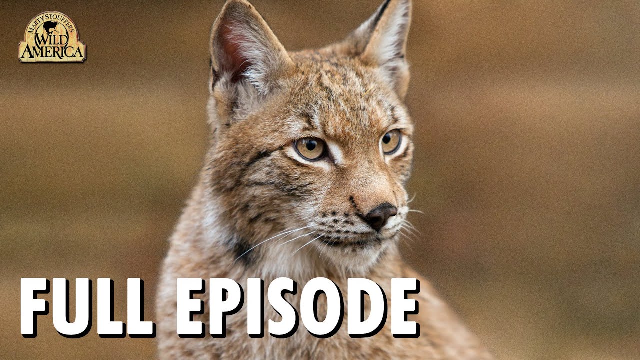Wild America | S9 E4 'North Woods Lynx' | Full Episode | FANGS