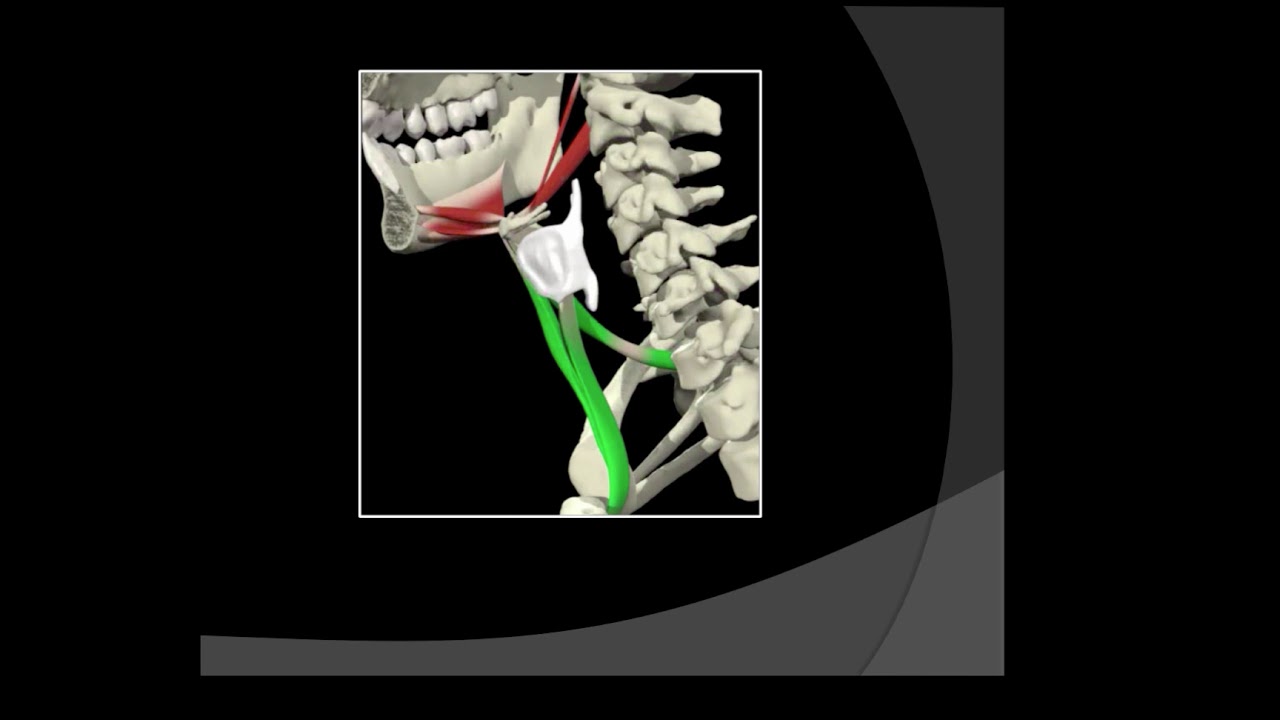 #e139 Preview: The Cranial Nerve Exam: Integrating Assessment And Treatment In Dysphagia Management