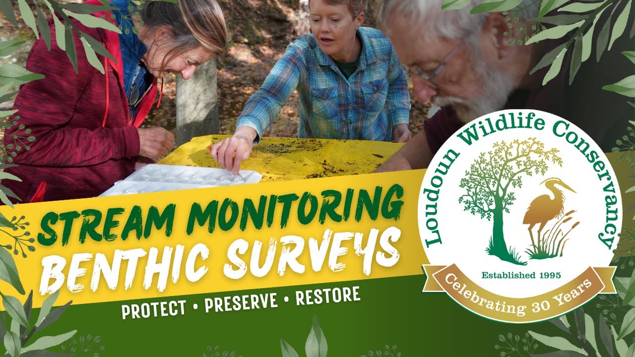 Loudoun Wildlife Stream Monitoring Part 1: Benthic Macroinvertebrate Surveys