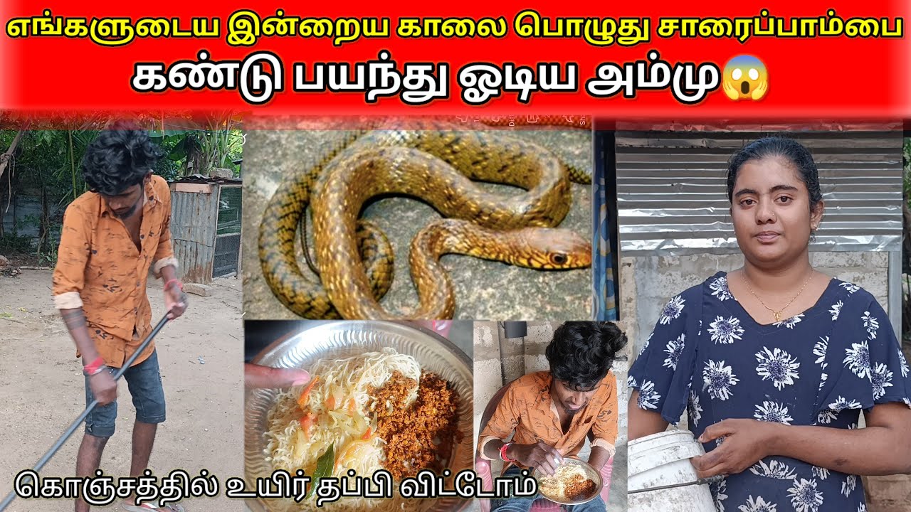 எங்களுடைய இன்றையகாலைபொழுது சாரைப்பாம்பை கண்டு /savlog