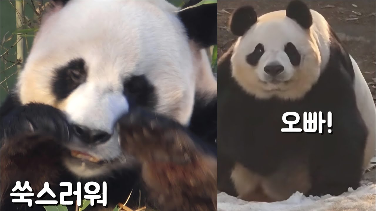 판다월드 2월21일 드디어 마주쳤을때 러바오 아이바오  본거같아요