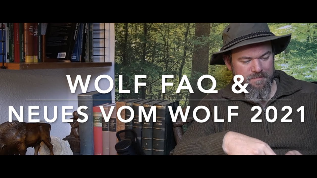 FAQ Wolf 2021 - Fragen und allgemeine Neuigkeiten zum Wolf.