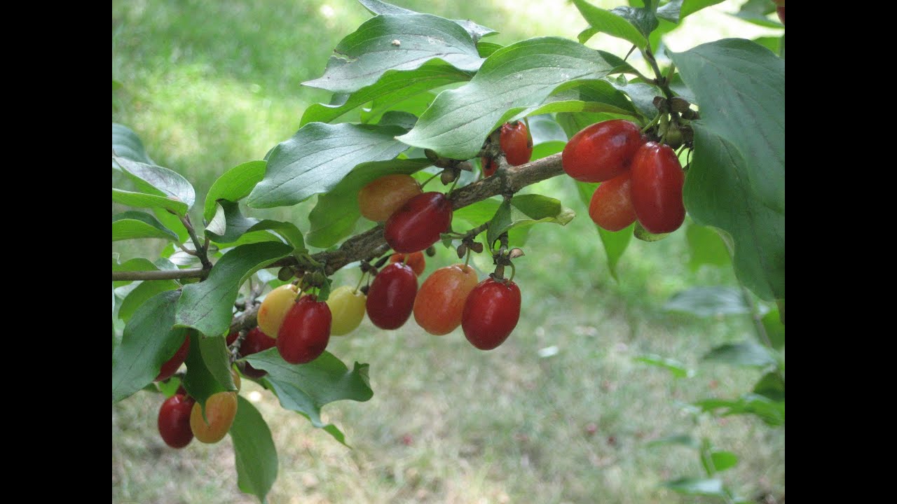Edible Fruit: Cornelian Cherry
