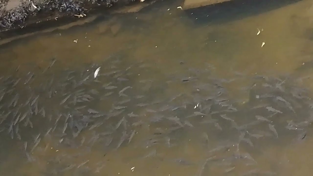 Shoal of wild fish in 