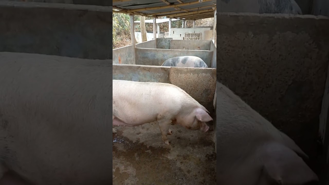 farming house design - Pig 🐖 #shorts