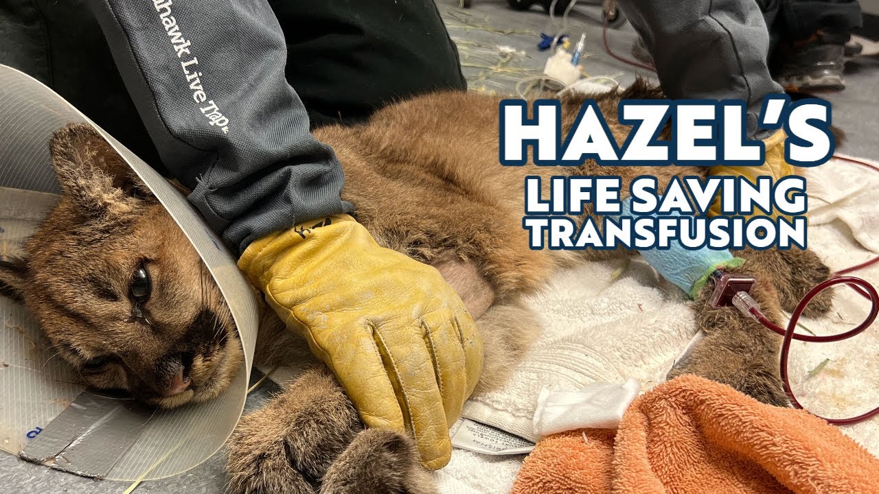 Hazel's Life Saving Transfusion