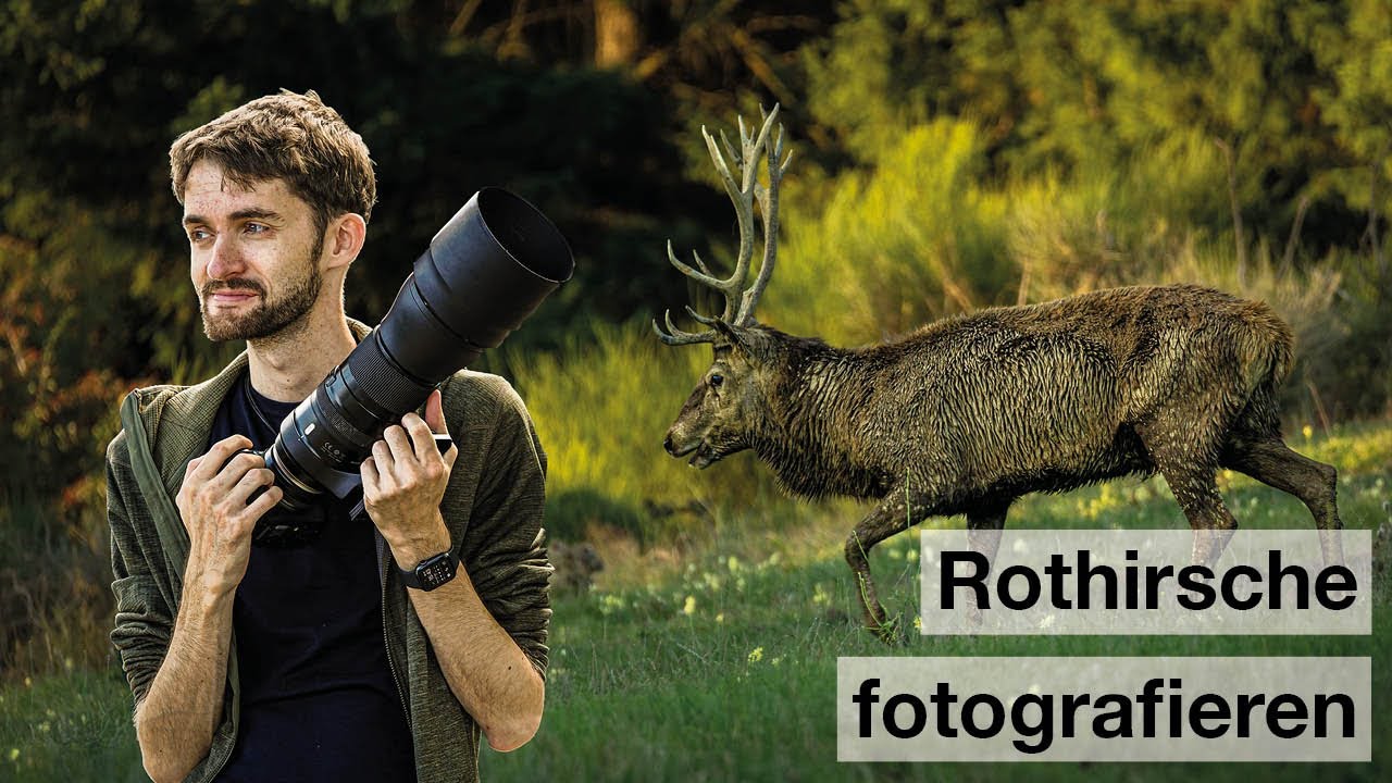 ROTHIRSCHE fotografieren - Die Hirschbrunft hat begonnen