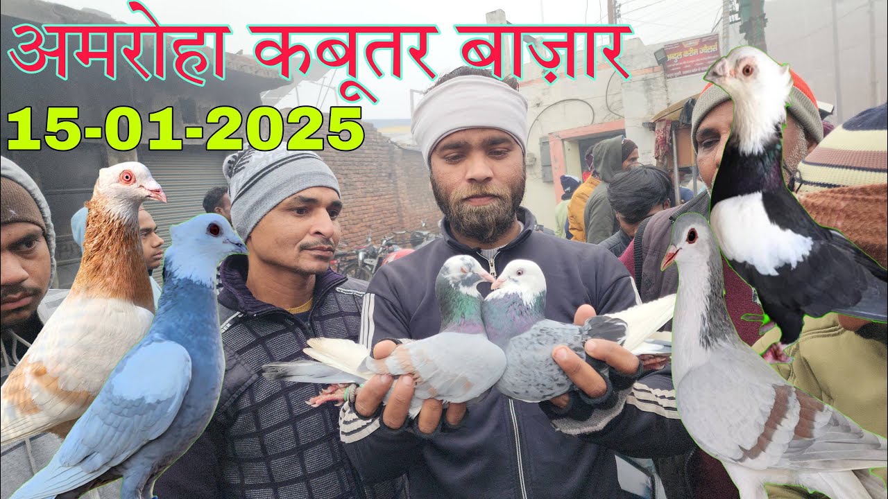 Amroha kabootar market 🕊️15-01-2025. अमरोहा कबूतर बाज़ार। Gola kabootar market