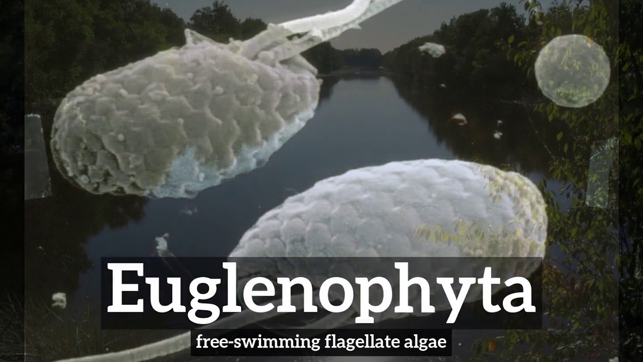 What is Euglenophyta? | How to Say Euglenophyta in English? | How Does Euglenophyta Look?