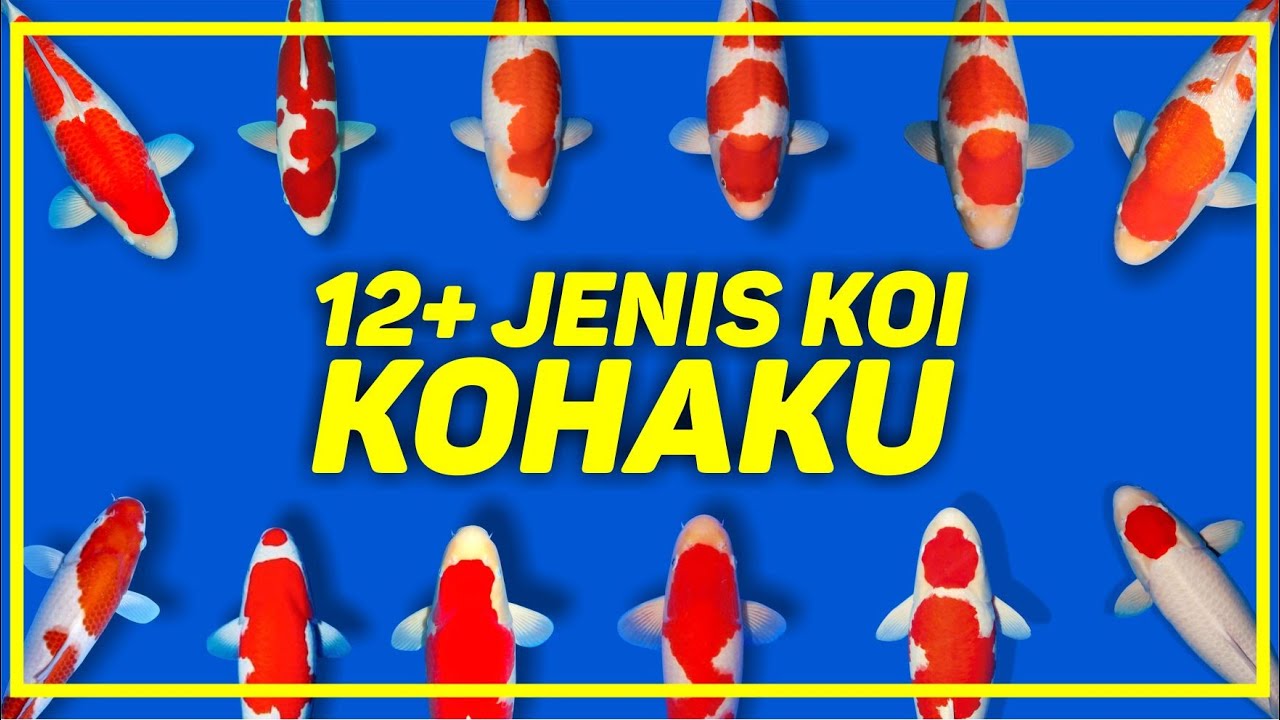 12+ POLA WARNA DAN BENTUK POLA PADA KOI KOHAKU