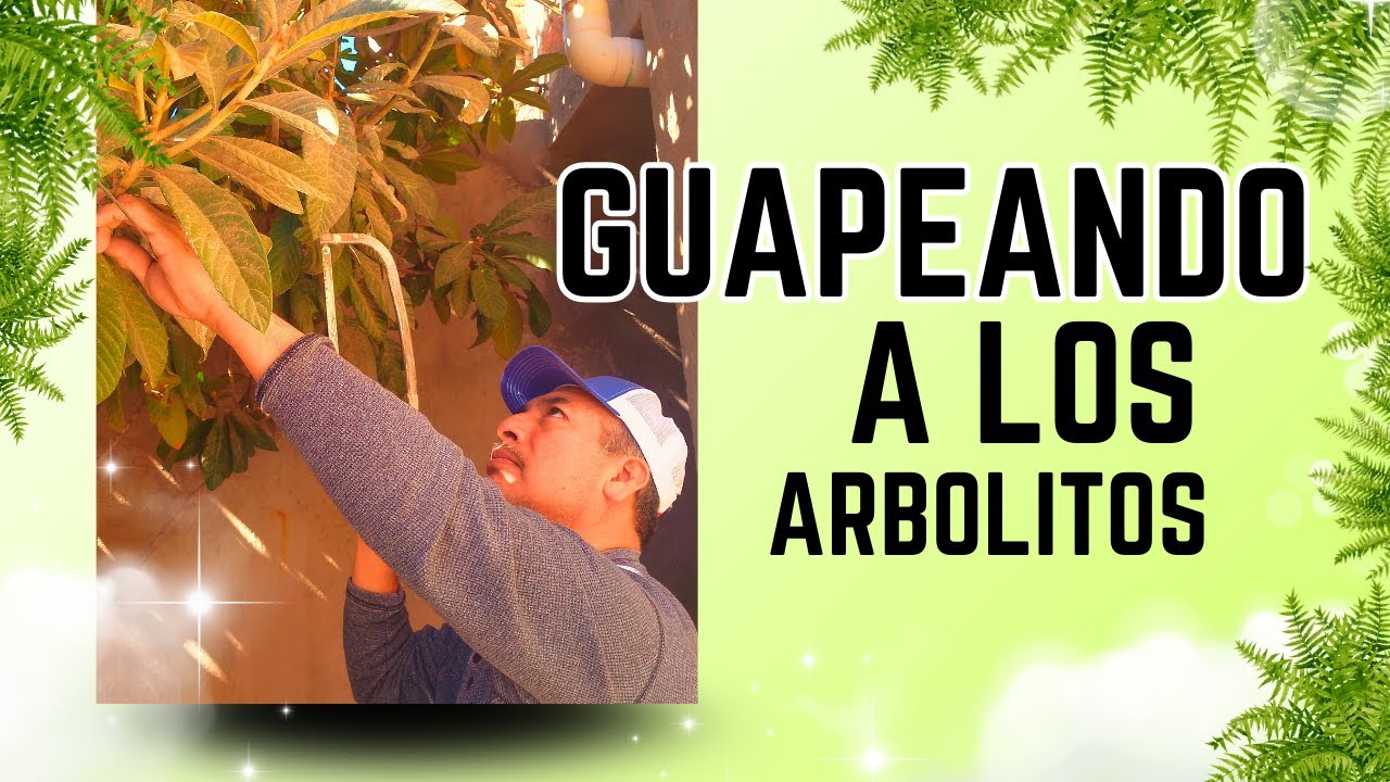 👉 🌳✨ Poniendo guapos a los arbolitos ✂️|poda