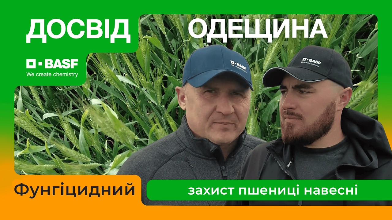 Фунгіцидний захист пшениці навесні: досвід господарства ПСП 