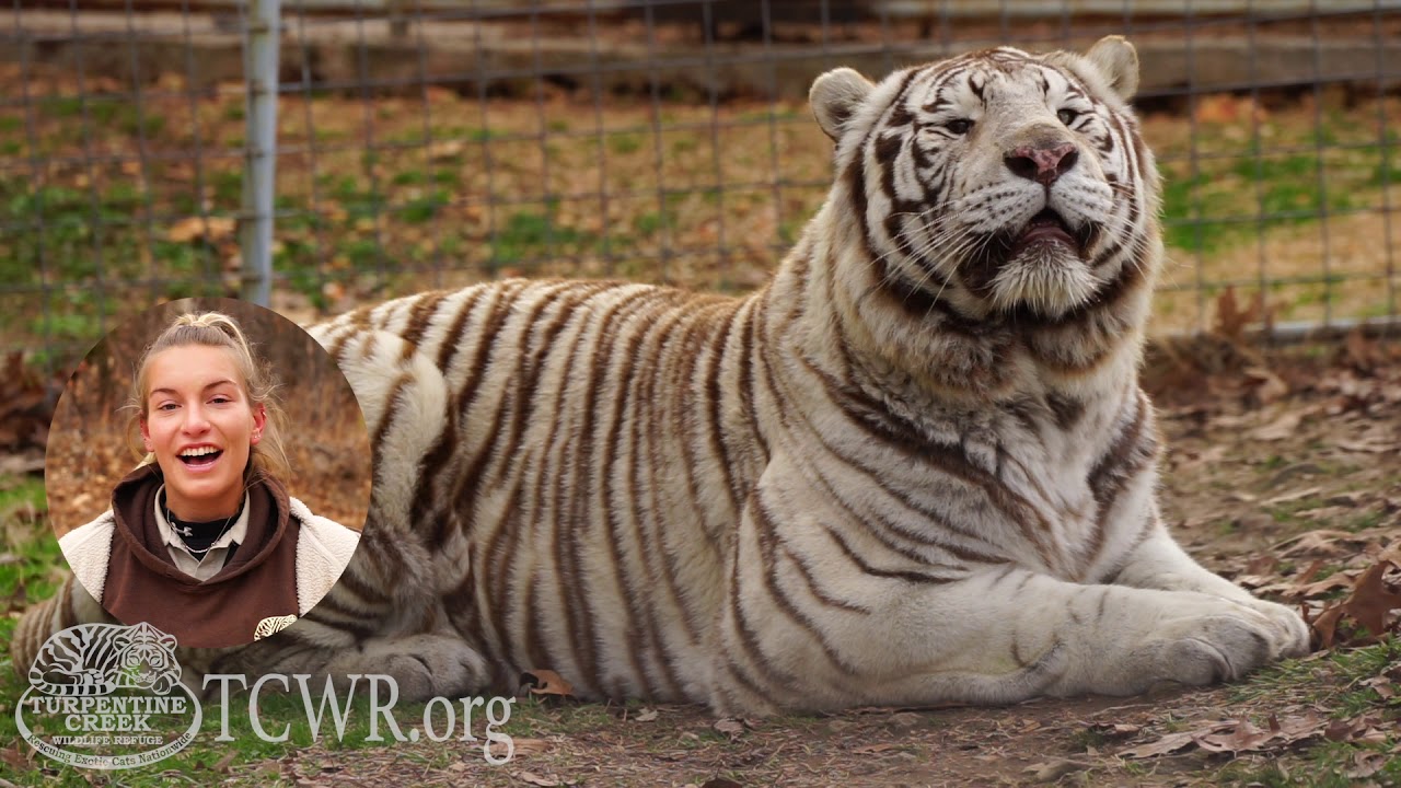 Roman the White Tiger Needs A Sponsor At Turpentine Creek Wildlife Refuge