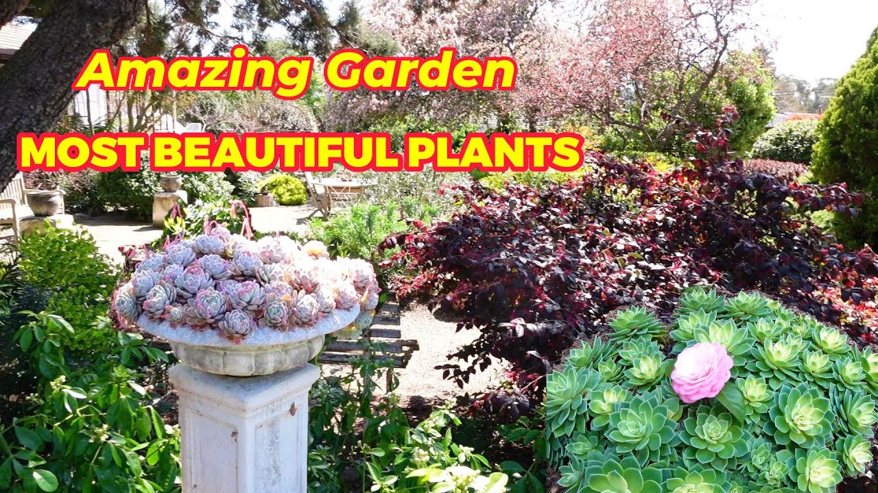 The Most Perfectly Grown Succulent Collection