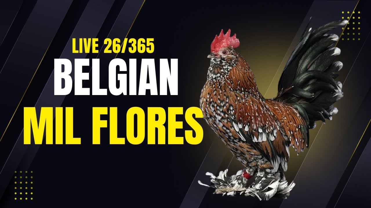 Belgian Mil Flores