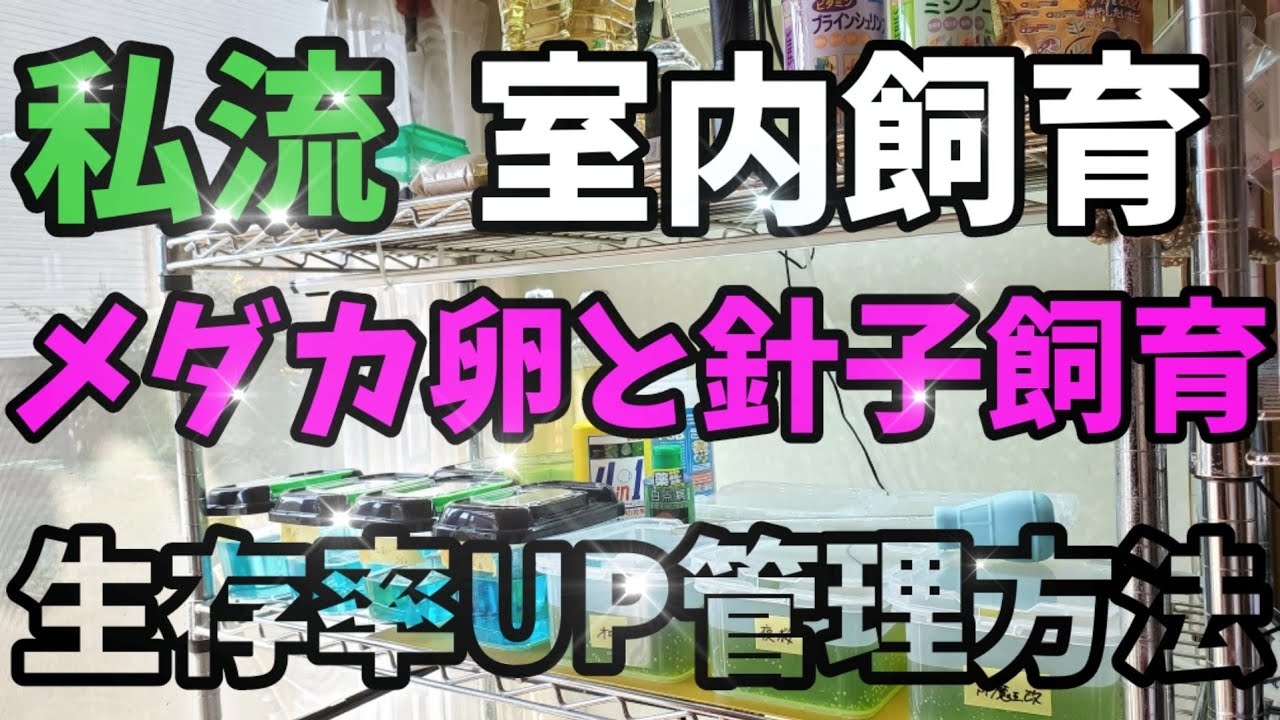 メダカ卵カビ防止メチレン孵化率UP管理と生クロレラグリーンウォーターで針子稚魚室内飼育方法.夜桜.スーパー魔王改.安らぎAQUAちゃんねる