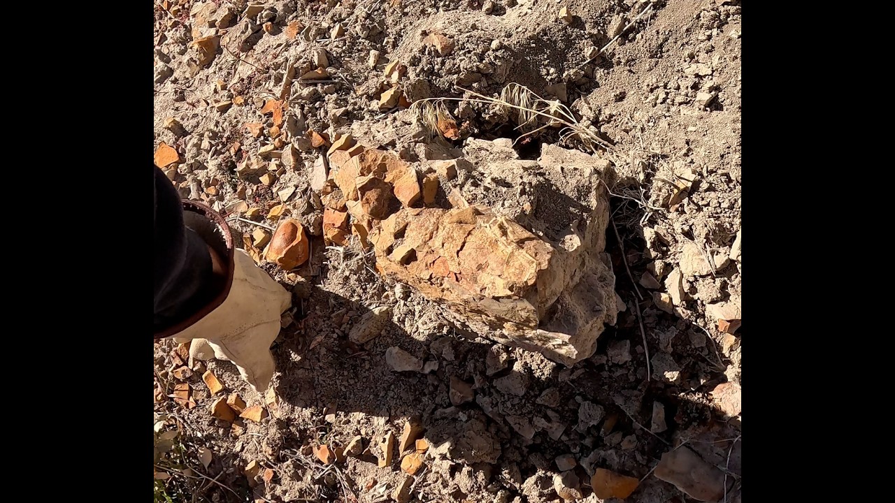 Fossil February 2026 - Fossil hunting in the Book Cliffs of Colorado #fossils